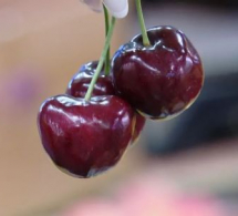 <i><b>Bazarda mövsümü gilas niyə baha satılır? -<font color=red> VİDEO</b></i></font>